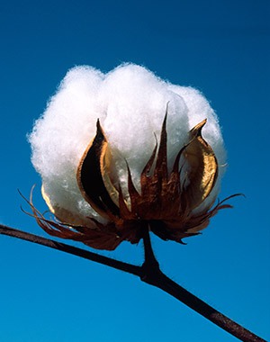 Cotton boll